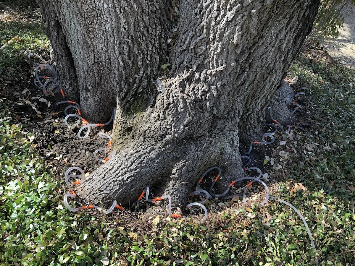 Detailed Tree Cabling and Bracing job site in Fletcher