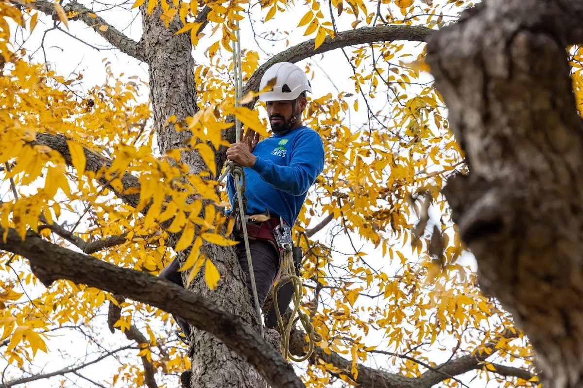 Skilled Storm Damage Cleanup crew working in Fletcher